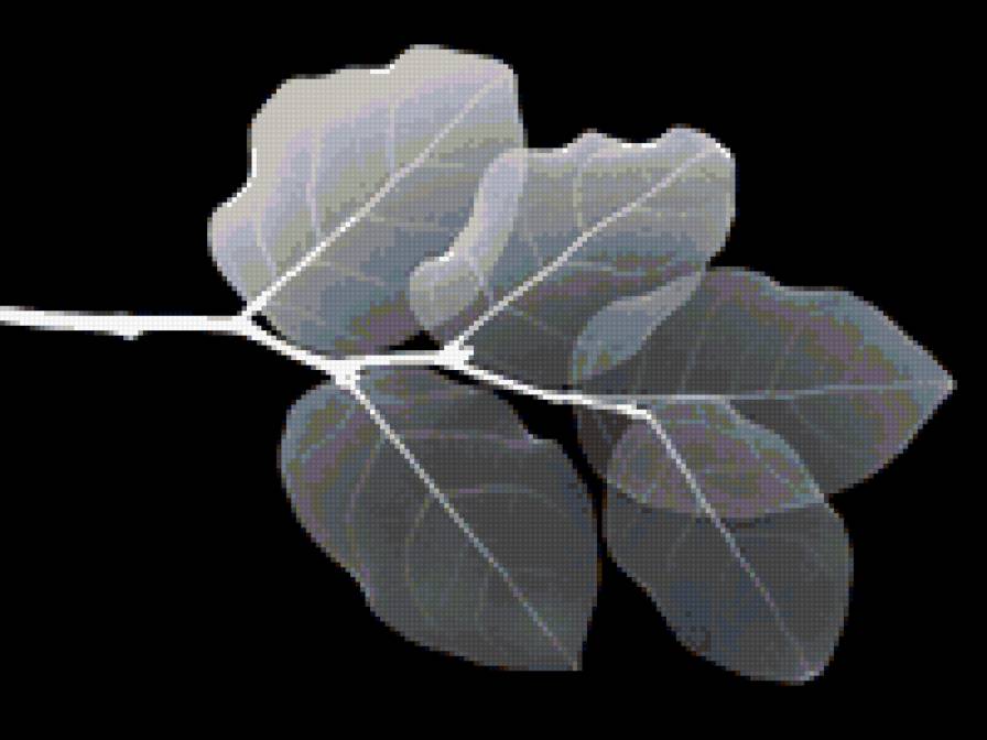 рентген 1 - рентгенн, листья - предпросмотр