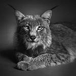 серия в черно-белом. рысь - природа. животные. кошка.рысь - оригинал