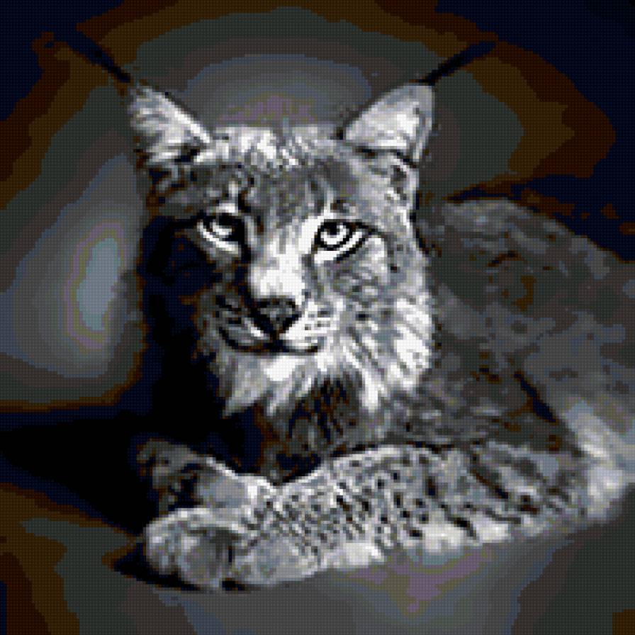 серия в черно-белом. рысь - природа. животные. кошка.рысь - предпросмотр