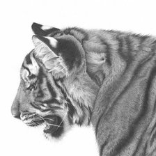 серия в черно-белом.тигр