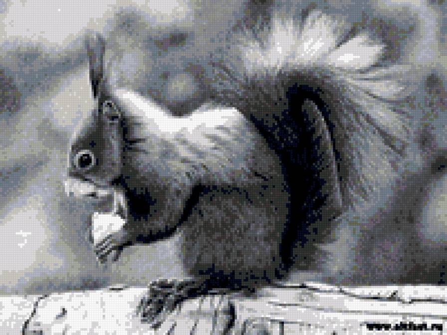 серия в черно-белом. белка - природа. животные. белка - предпросмотр