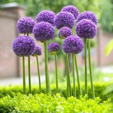 Схема вышивки «декоративный лук»