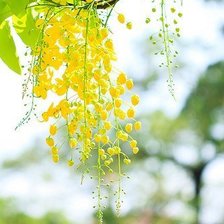 Схема вышивки «цветы»