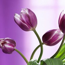 Схема вышивки «тюльпаны»