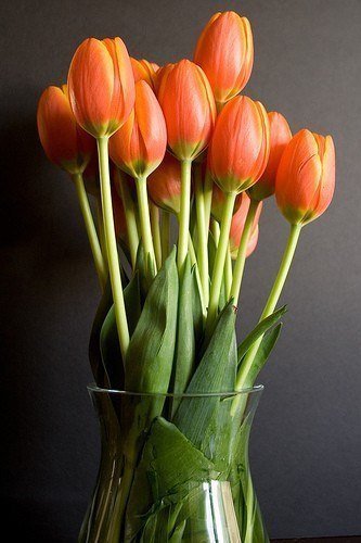 тюльпаны в вазе - цветы, букет, тюльпаны, ваза - оригинал