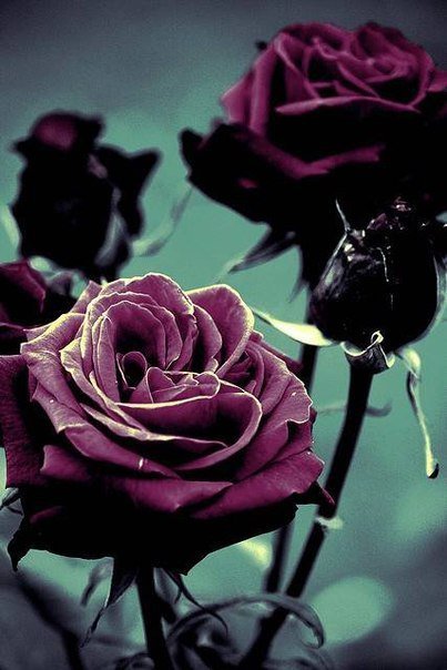 тёмные розы - цветы, розы - оригинал