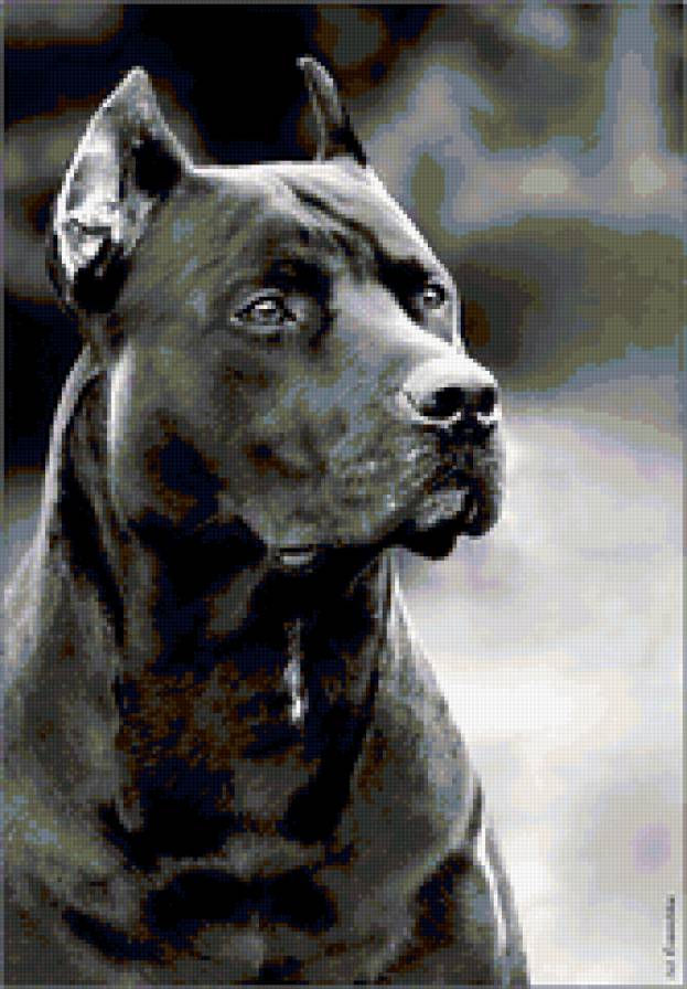 пёс - собака, пес, питбуль - предпросмотр