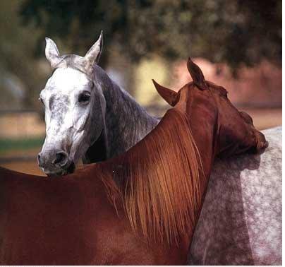 Лошади - оригинал