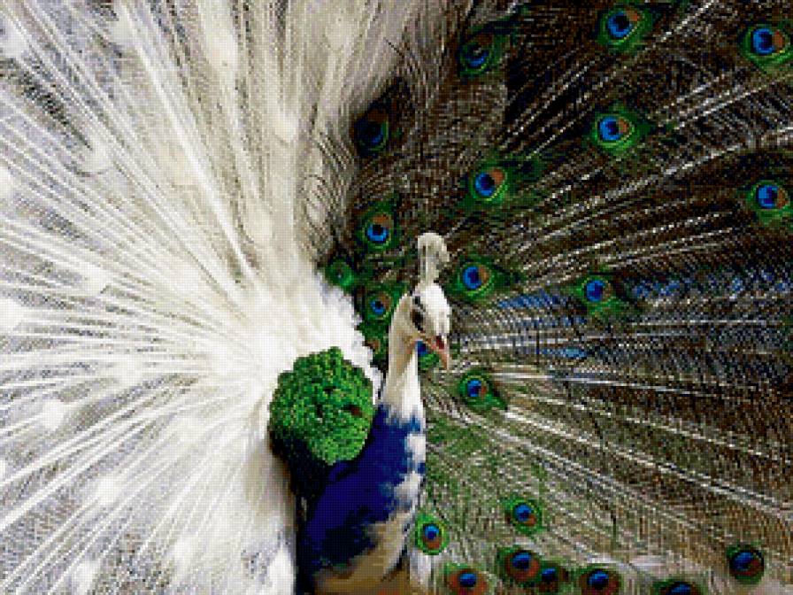 павлин - природа, птицы - предпросмотр