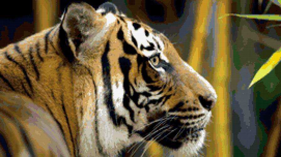 Тигр - животные - предпросмотр