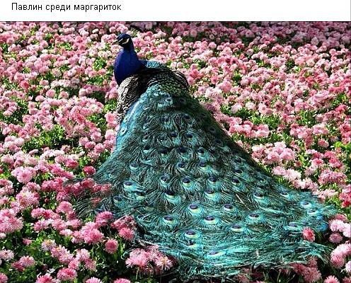 №344862 - оригинал