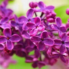 Схема вышивки «№345069»