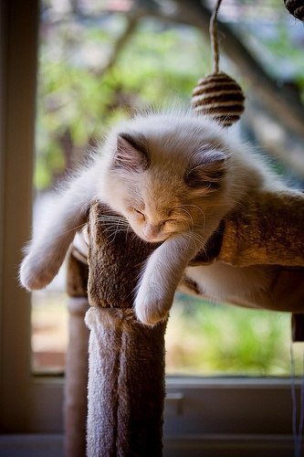 БАРСИК - кошка - оригинал