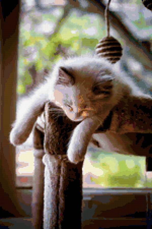 БАРСИК - кошка - предпросмотр