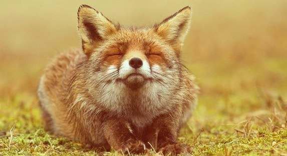 КТО ЭТО? - животное - оригинал