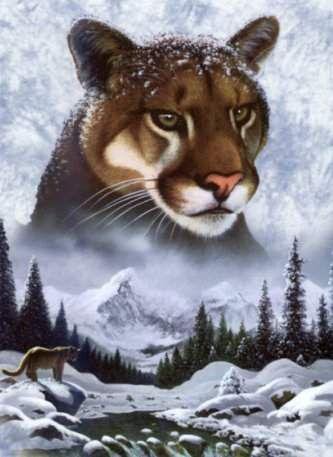Пума - животные - оригинал
