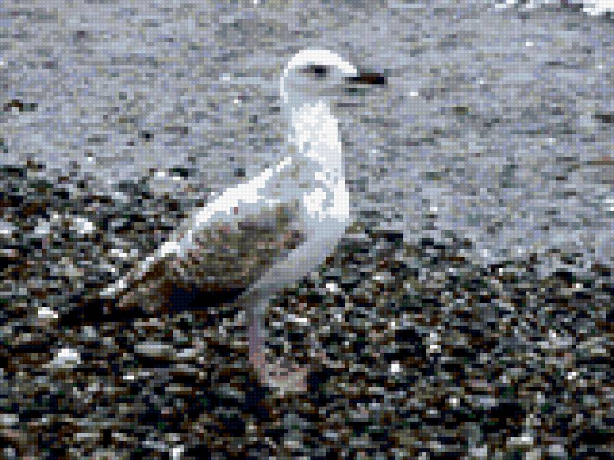 Чайка - камни, птица, чайка, море - предпросмотр