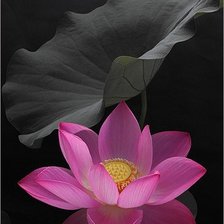 Схема вышивки «ЛОТОС 3»