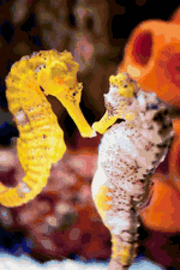 МОРСКОЙ КОНЕК - морской конек - предпросмотр