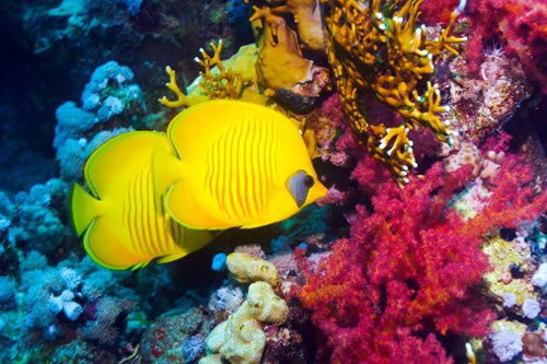 ДНО МОРСКОЕ - оригинал