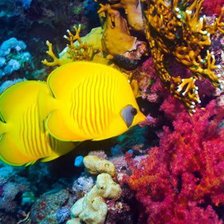 Схема вышивки «ДНО МОРСКОЕ»