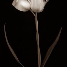 ДВА ТЮЛЬПАНА