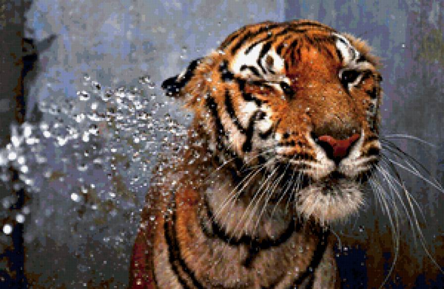 Тигр - тигр - предпросмотр