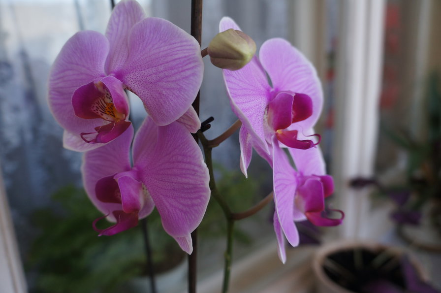 орхидея - оригинал