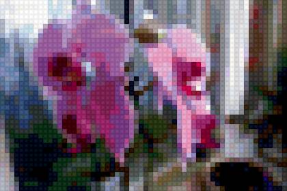 орхидея - предпросмотр