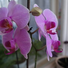 Схема вышивки «орхидея»