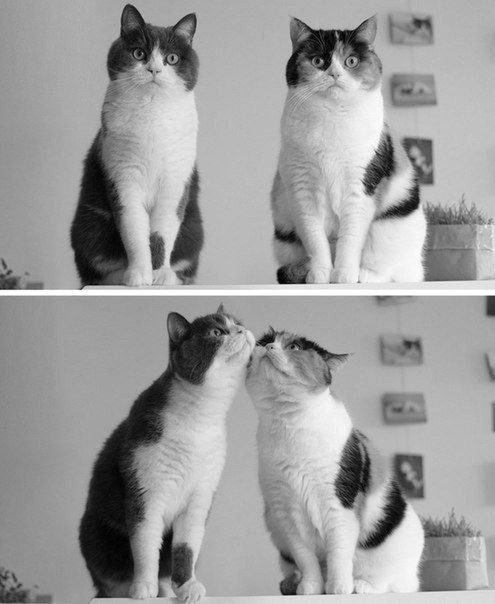 парочка - кот, любовь, пара - оригинал