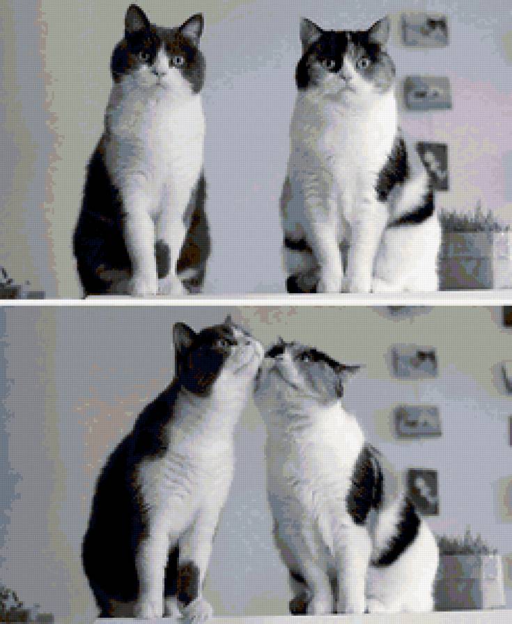 парочка - любовь, пара, кот - предпросмотр