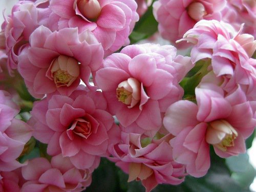 цветы - каланхое, цветы - оригинал