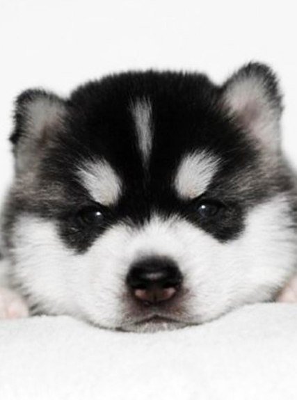 №346106 - оригинал