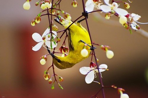 №346121 - оригинал