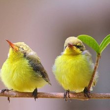 Схема вышивки «№346125»