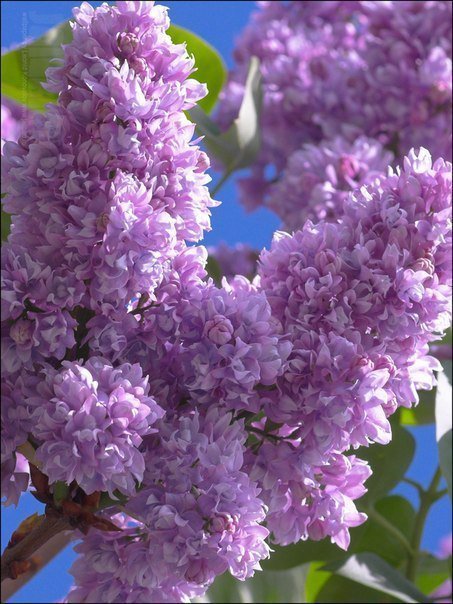 №346135 - оригинал