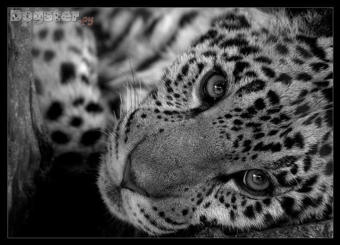 портрет леопарда - животные, леопард - оригинал