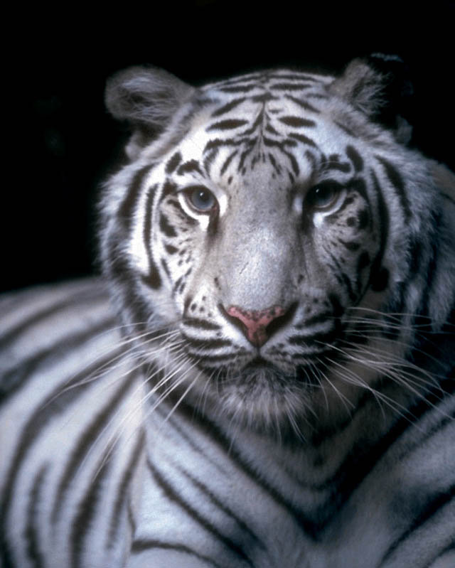 красавчик - тигр, животные - оригинал