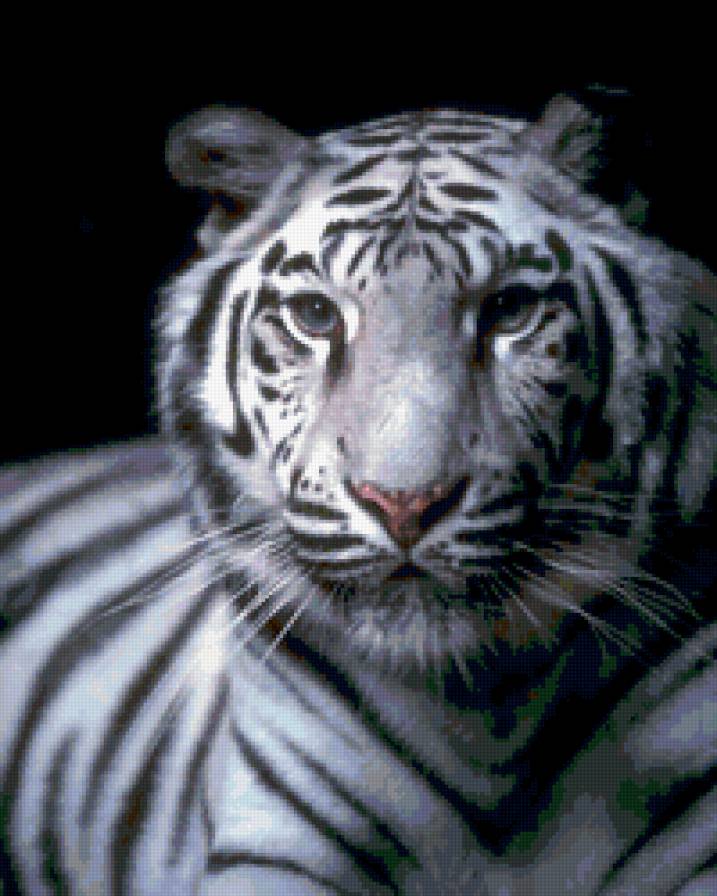 красавчик - животные, тигр - предпросмотр