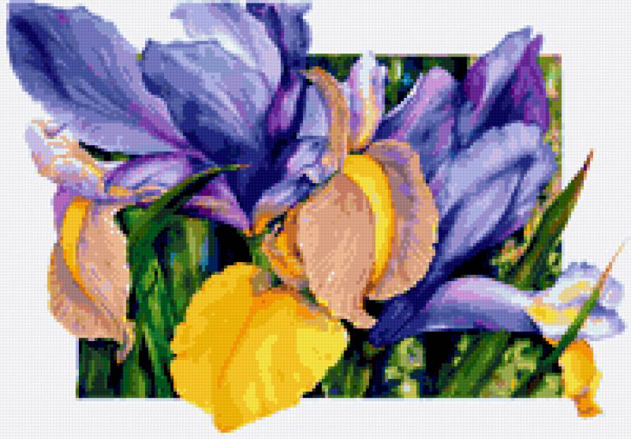 ирисы - предпросмотр