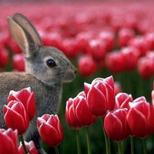 Схема вышивки «№346326»