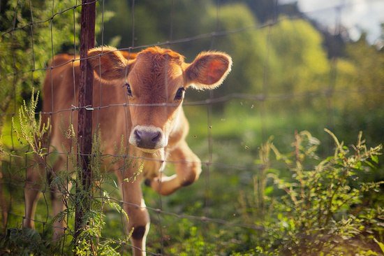 №346334 - оригинал