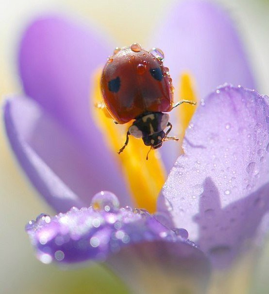 №346359 - оригинал