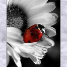 Схема вышивки «божья коровка»