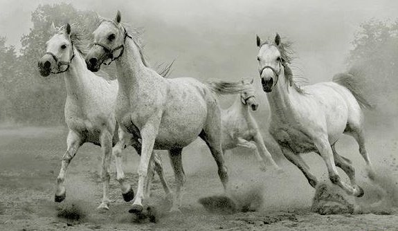 Табун лошадей - лошади - оригинал