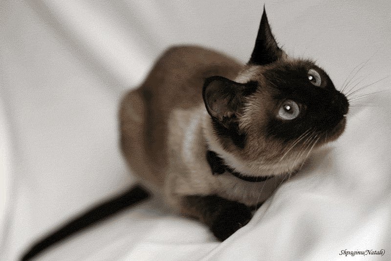 коша - оригинал