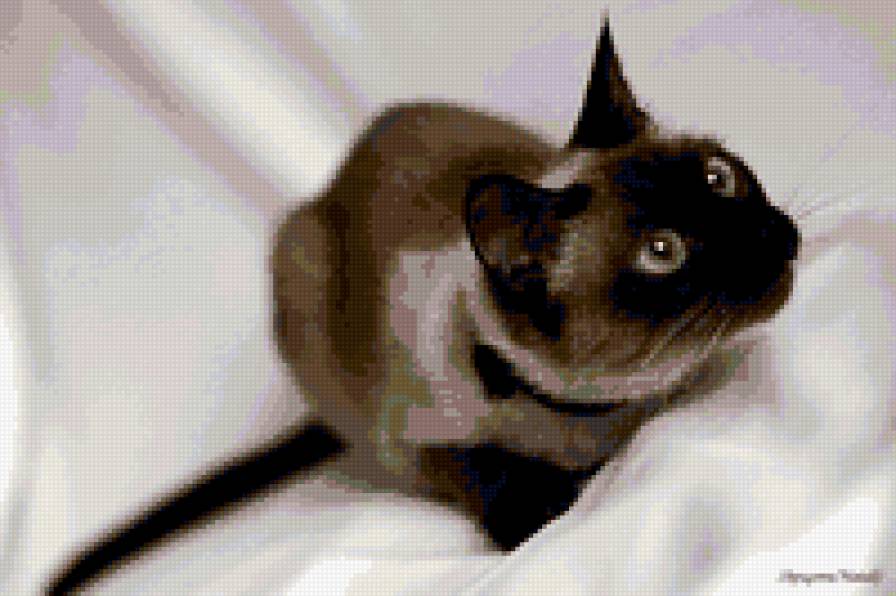 коша - предпросмотр