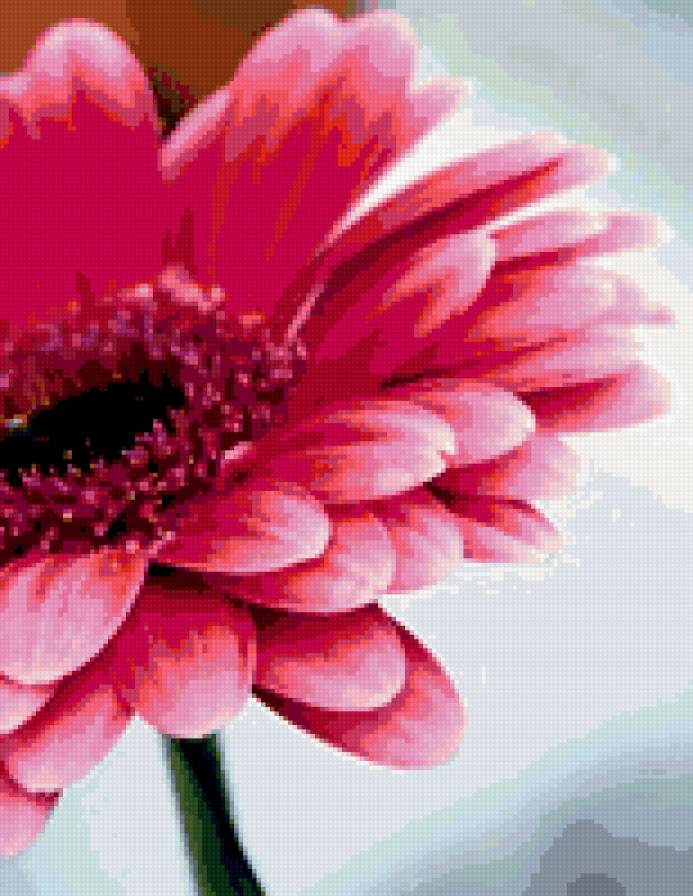 Гербера - гербера, цветы - предпросмотр