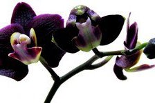 Схема вышивки «Черная орхидея»